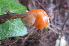 Fusicolla merismoides