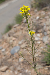Erysimum duriaei