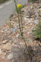 Erysimum duriaei