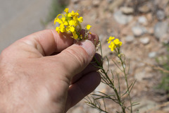 Erysimum duriaei