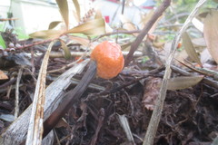 Fusicolla merismoides