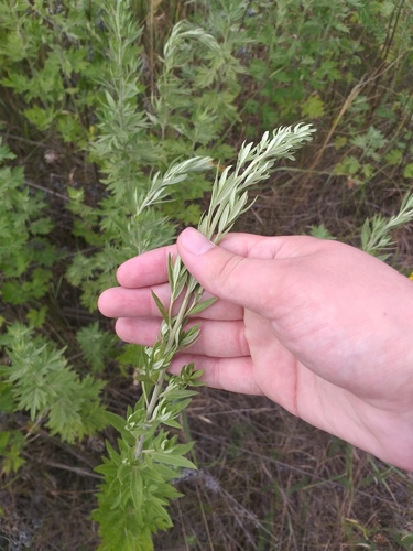 Artemisia argyi, photograph 6