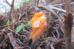 Fusicolla merismoides