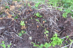 Fusicolla merismoides