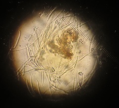 Fusicolla merismoides