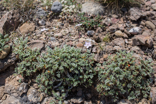 Erodium rupestre, photograph 2