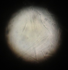Fusicolla merismoides