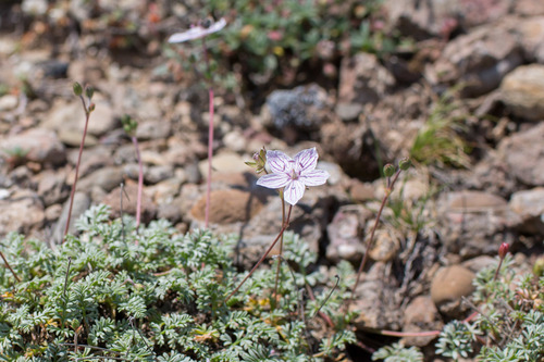 Erodium rupestre, photograph 1
