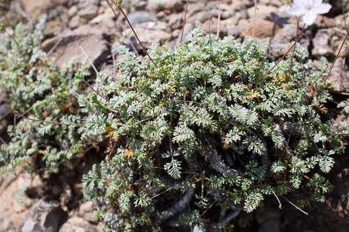Erodium rupestre, photograph 3
