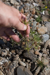 Plantago sempervirens