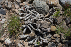 Plantago sempervirens