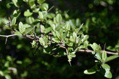 Malus ioensis texana