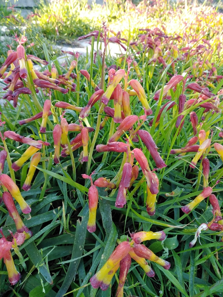 Lachenalia quadricolor, City of Cape Town, ZA-WC, ZA