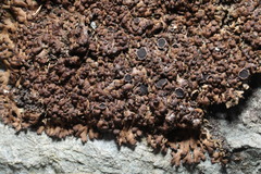 Anaptychia runcinata