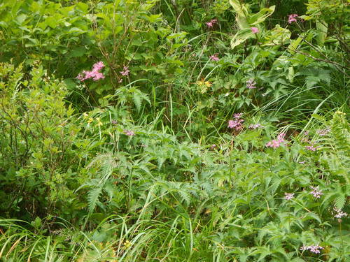 Multi-ridge meadowsweet (Filipendula multijuga)