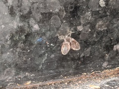 Clogmia albipunctata