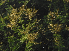Vachellia leucophloea