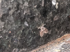 Clogmia albipunctata