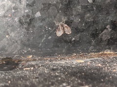 Clogmia albipunctata