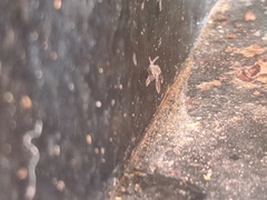 Clogmia albipunctata