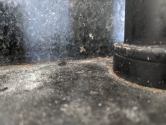 Clogmia albipunctata