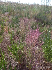 Suaeda acuminata