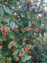 Scandosorbus