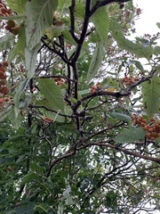 Scandosorbus
