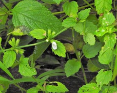 Leucas biflora
