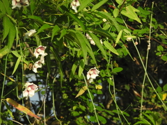 Oxystelma esculentum