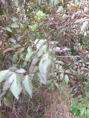 Prunus cerasifera pissardii