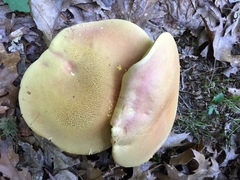 Lanmaoa pallidorosea