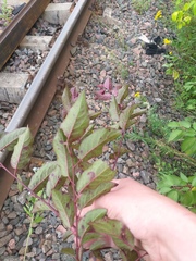 Prunus cerasifera pissardii