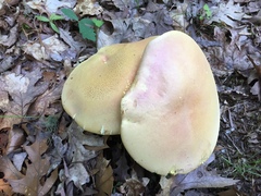 Lanmaoa pallidorosea