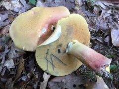 Lanmaoa pallidorosea