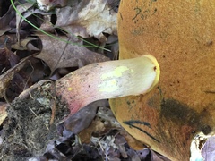 Lanmaoa pallidorosea