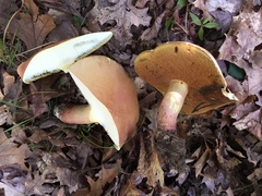 Lanmaoa pallidorosea