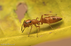 Myrmarachne ichneumon