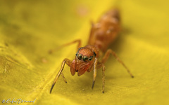 Myrmarachne ichneumon