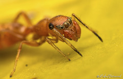 Myrmarachne ichneumon
