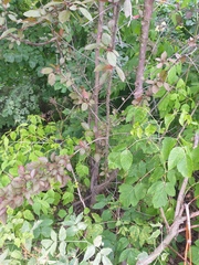 Prunus cerasifera pissardii