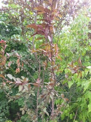 Prunus cerasifera pissardii