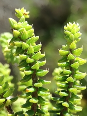Agathosma apiculata