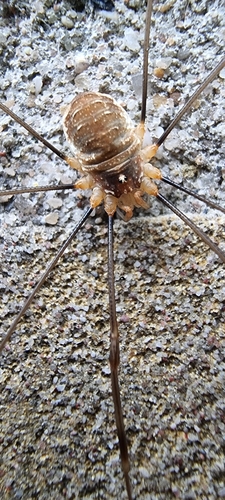 Canestrini's Harvestman, 6708 DE Wageningen, Netherlands, photo 5 of 10
