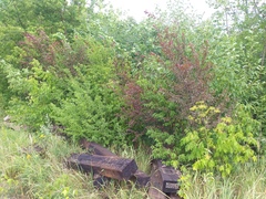 Prunus cerasifera pissardii