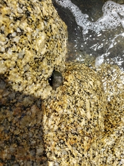 Nerita costata