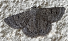 Crypsiphona ocultaria
