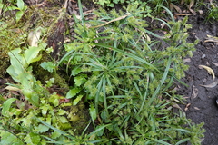 Cyperus meyenianus