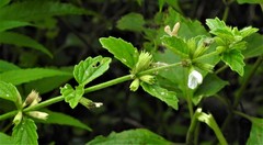 Leucas biflora