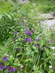 Prunella prunelliformis